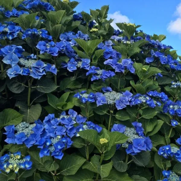 Гортензия крупнолистная Блаумайзе