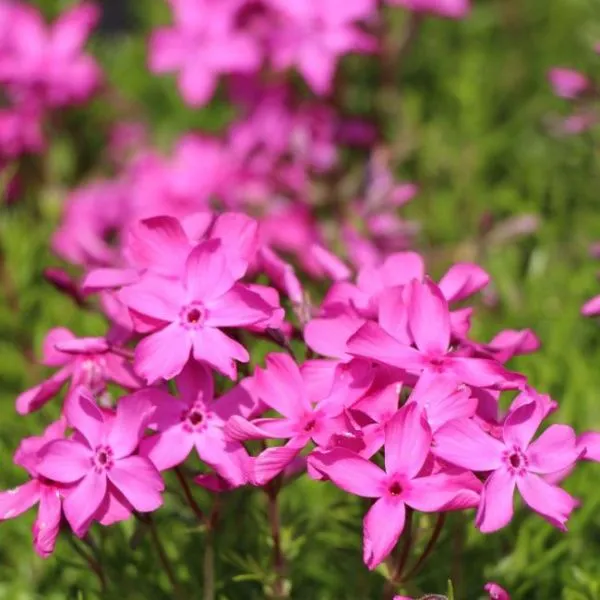 Флокс шиловидный МакДэниэлс Кашн