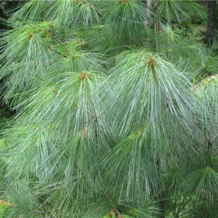 Сосна Веймутова