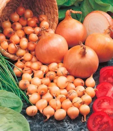 Лук-севок Штуттгартер Ризен (10-17 мм) 100 г