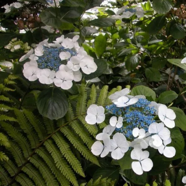 Гортензия крупнолистная Либелле