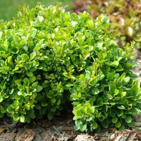 Барбарис Тунберга Кобольд