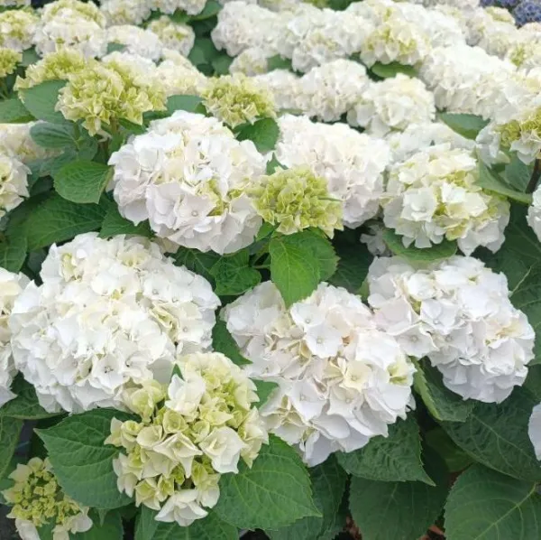 Гортензия крупнолистная Вуду