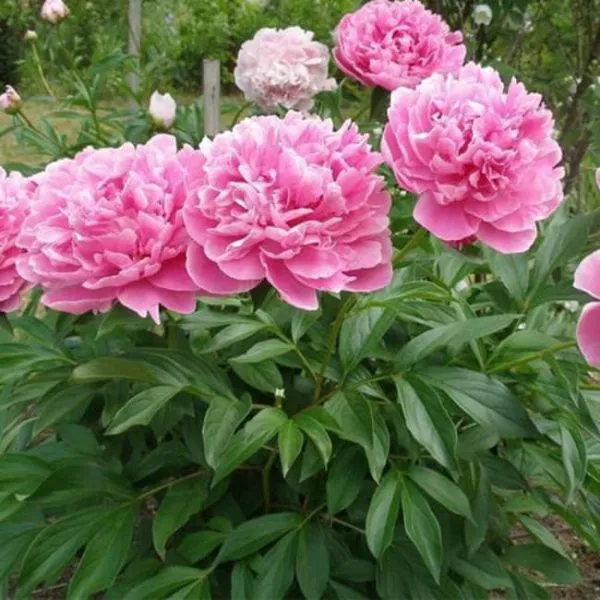 Пион молочноцветковый Александр Флеминг