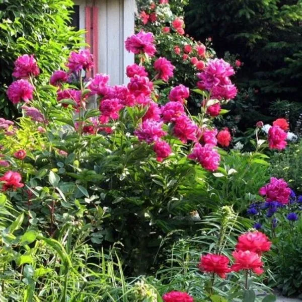 Пион молочноцветковый Карл Розенфельд