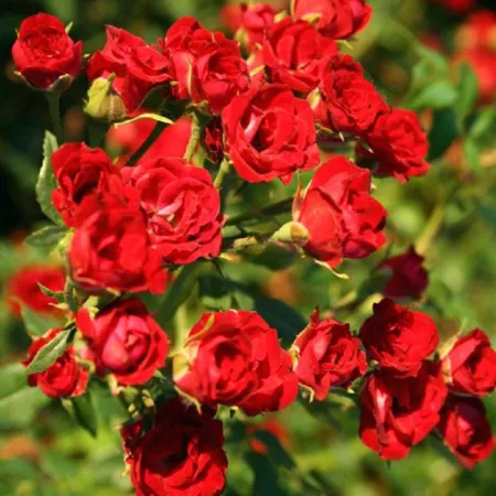 Роза почвопокровная Ред Каскад (Red Cascade)