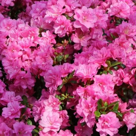 Азалия Японская Розинетта