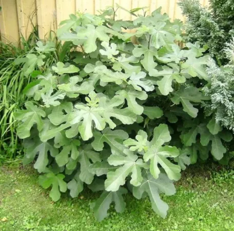 Инжир Браун Турки 