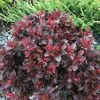 Барбарис Тунберга Атропурпуреа Нана