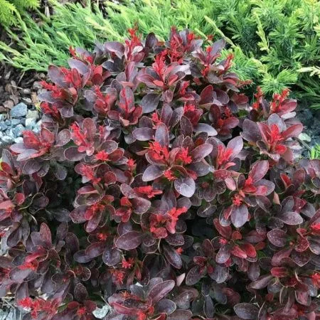 Барбарис Тунберга Атропурпуреа Нана