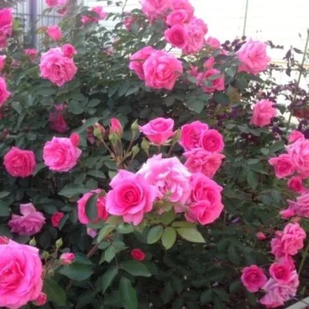 Роза флорибунда Диадем Маджента (Diadem Magenta)