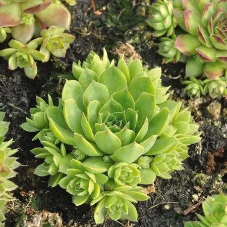 Молодило Каменная Роза Зелёная