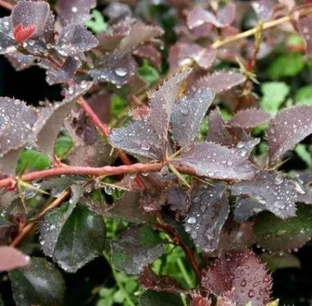 Барбарис Мазурек Шопена