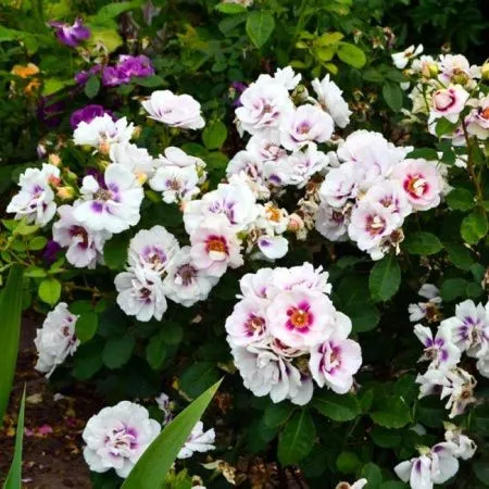 Роза гибрид Айс Фо Ю (Eyes For You)