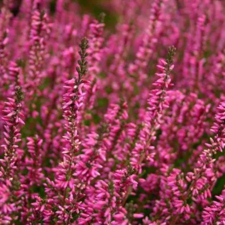 Вереск обыкновенный Марлис