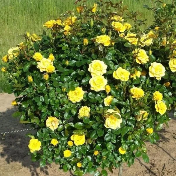 Роза флорибунда Флауэр Пауэр Голд (Flower Power Gold)