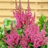 Астильба Китайская Розовая