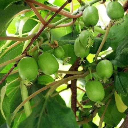 Актинидия Оригинальная (жен)