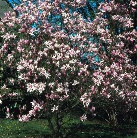 Магнолия лилиецветная Грацилис