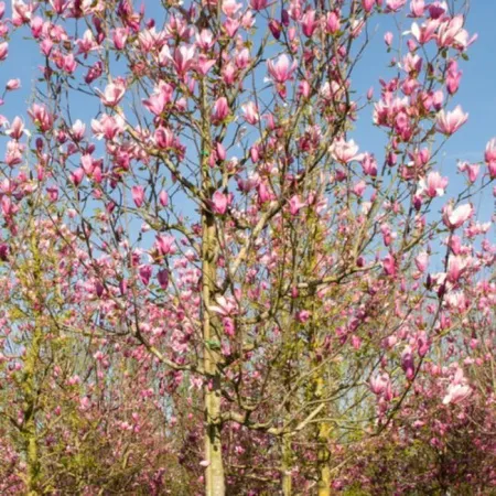 Магнолия Спектрум