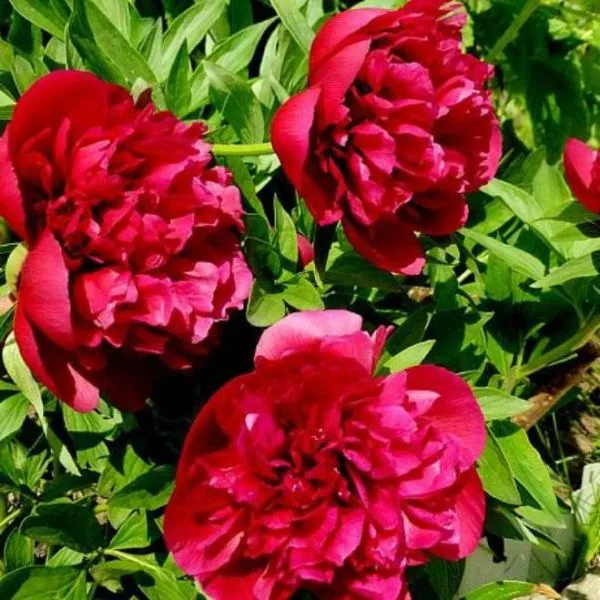 Пион молочноцветковый Адольф Руссо