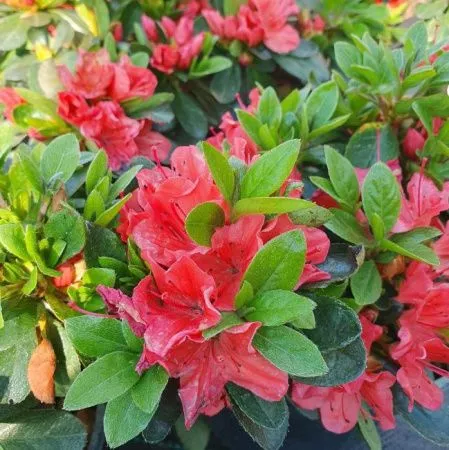 Азалия Японская Гейша Оранж