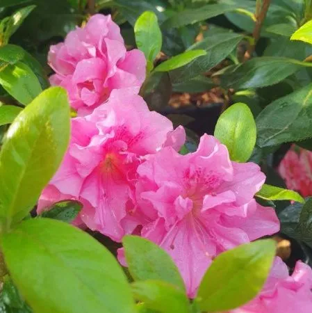 Азалия Японская Розинетта