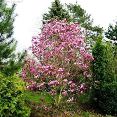 Магнолия Сьюзан