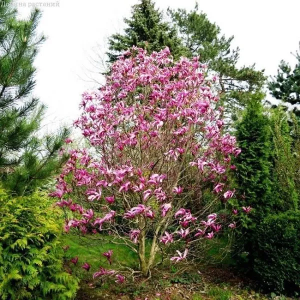 Магнолия Сьюзан