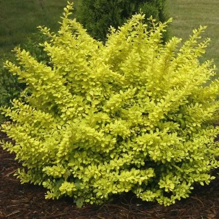 Барбарис Тунберга Ауреа