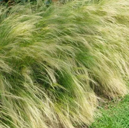 Ковыль Тончайший