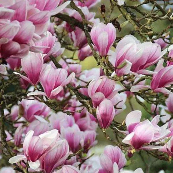 Магнолия Ред Лаки