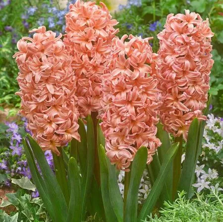 Луковицы Гиацинт Гипси Квин (3 шт), размер 14/15