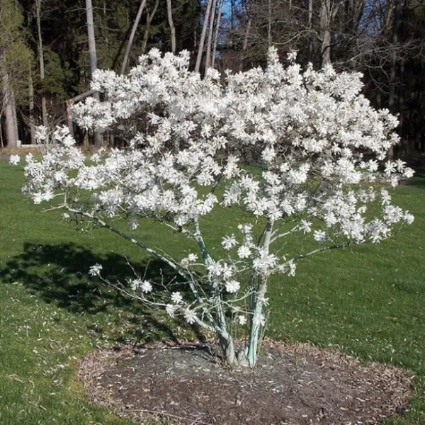 Магнолия звёздчатая Роял Стар