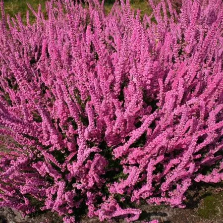 Вереск обыкновенный Анна Мария