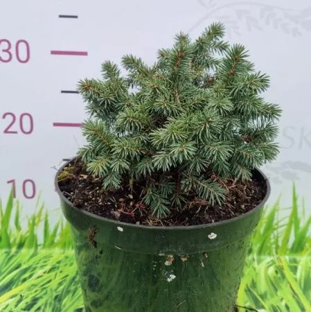 Ель Колючая Вальдбрун