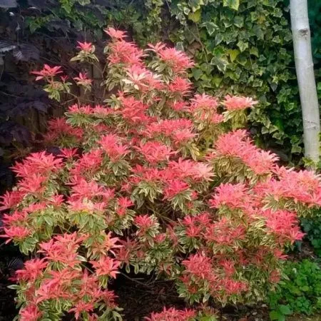 Пиерис японский Карнавал