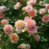 Роза английская Абрахам Дэрби (Abraham Darby)