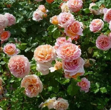 Роза английская Абрахам Дэрби (Abraham Darby)