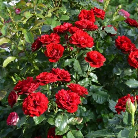 Роза флорибунда Лаваглут (Lavaglut)