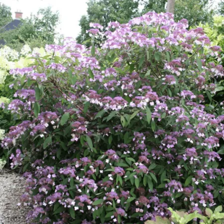 Гортензия шершавая Макрофилла