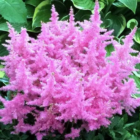 Астильба Китайская Розовая
