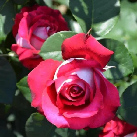 Роза чайно-гибридная Моника Беллуччи