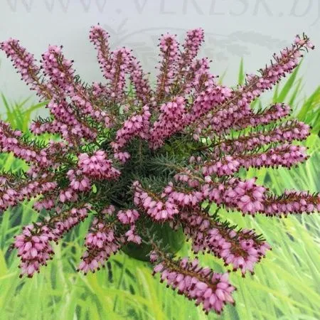 Эрика травянистая Праекокс Рубра