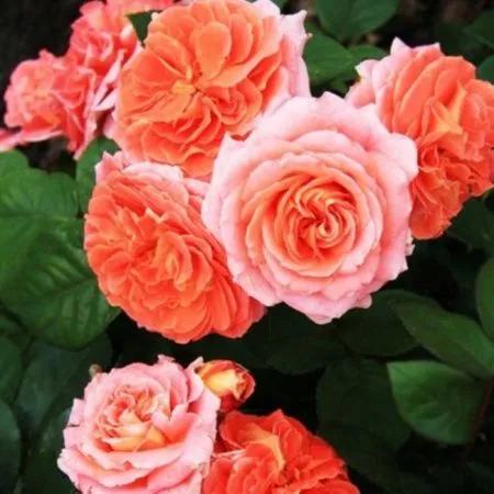 Роза шраб Мами Дитьер (Mamie Dittiere)