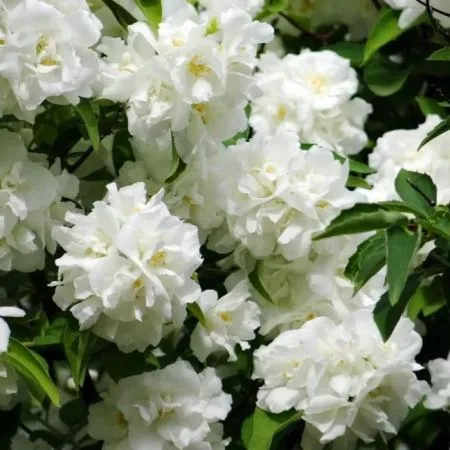 Чубушник (Жасмин) Розас