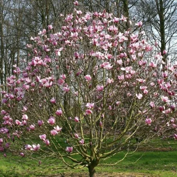 Магнолия Галакси