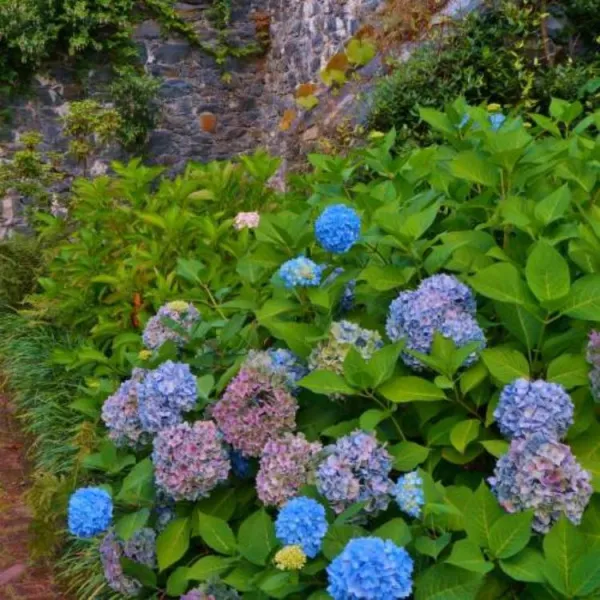 Гортензия крупнолистная Алтона