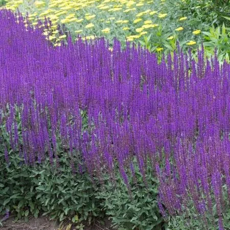 Шалфей Дубравный Карадонна