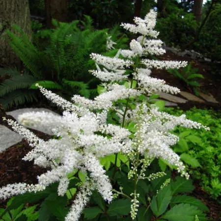 Астильба белая Сноу Стар